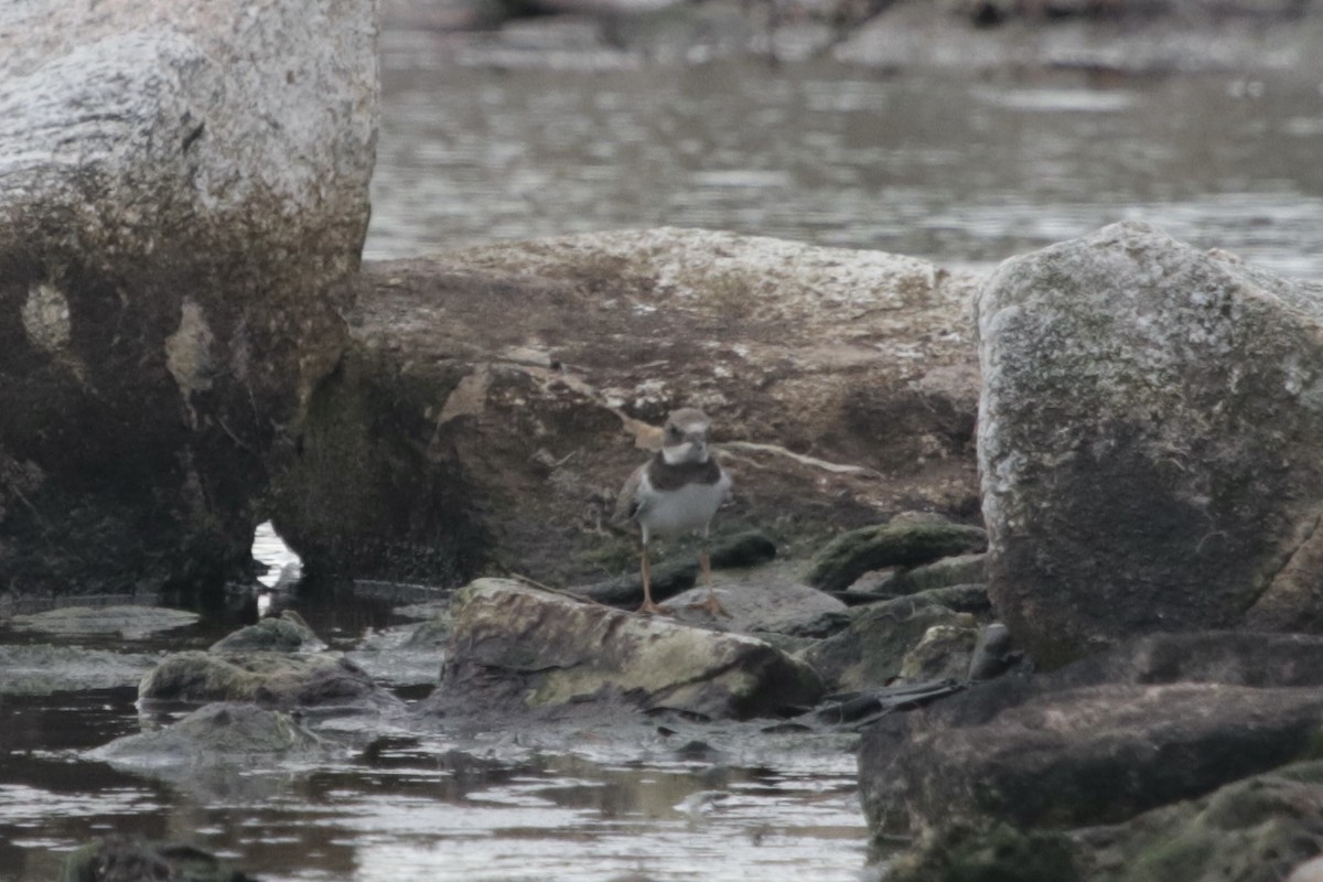 Common Ringed Plover - ML289169791
