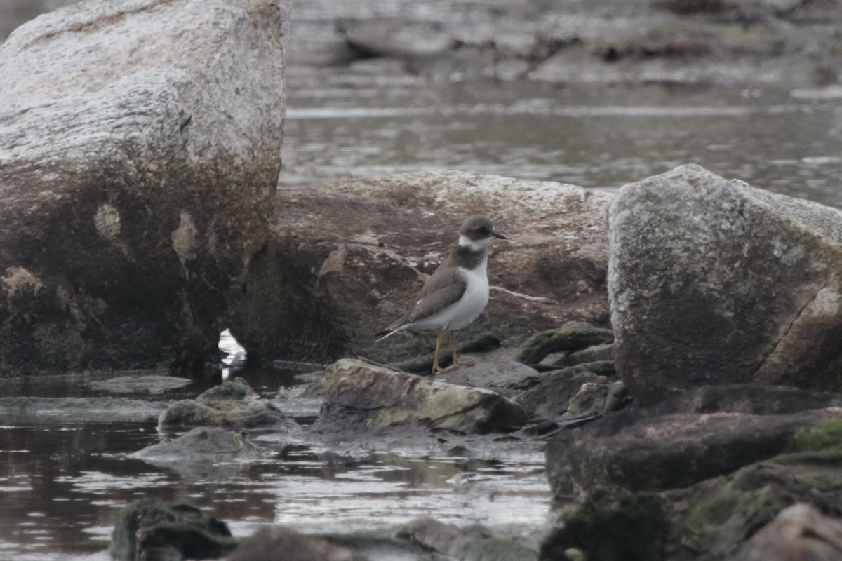 Common Ringed Plover - ML289169801