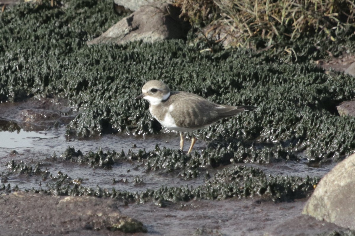 Common Ringed Plover - ML289169811