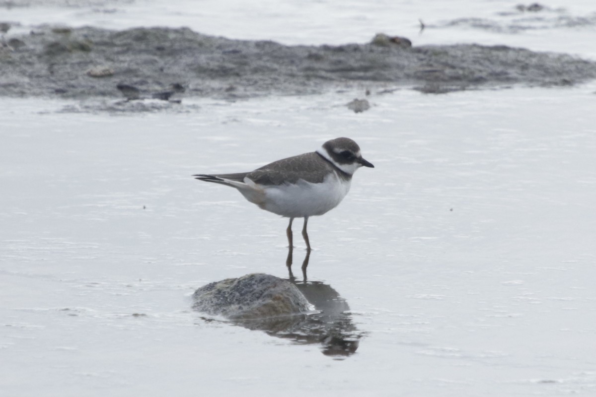 Common Ringed Plover - ML289169841