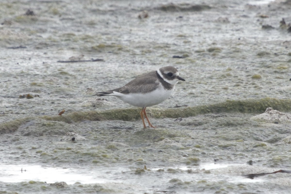 Common Ringed Plover - ML289169851