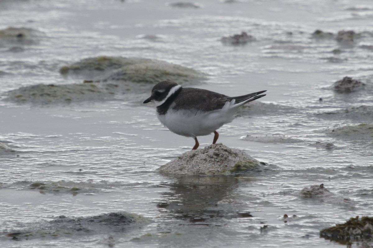 Common Ringed Plover - ML289169861
