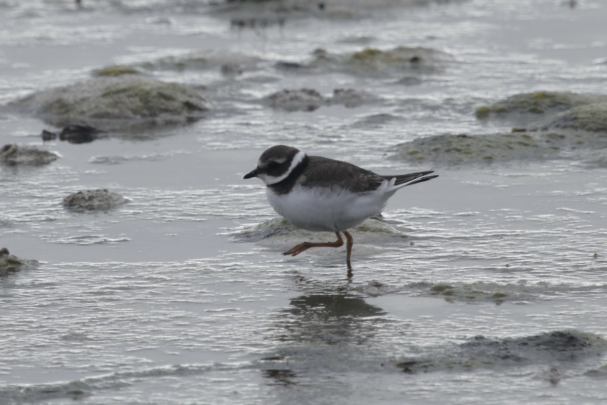 Common Ringed Plover - ML289169871