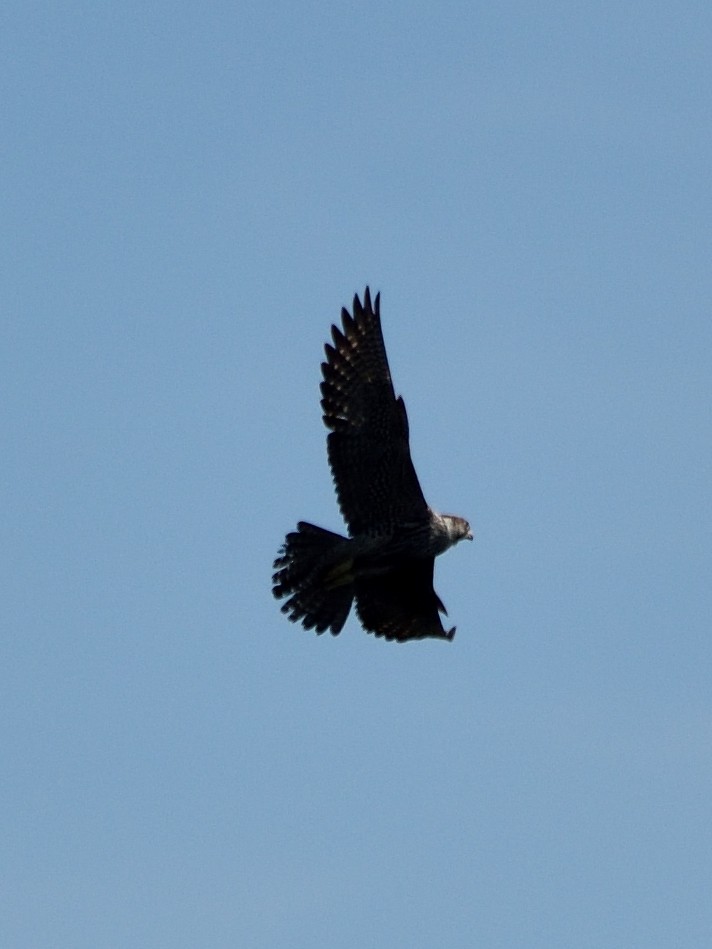 Peregrine Falcon - ML289170251