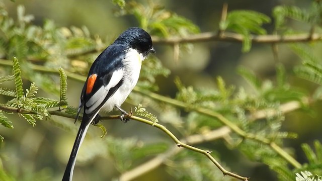 Minivet à ventre blanc - ML289170471