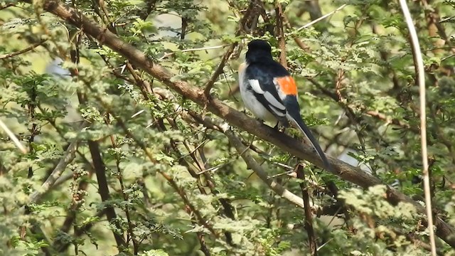 White-bellied Minivet - ML289170911