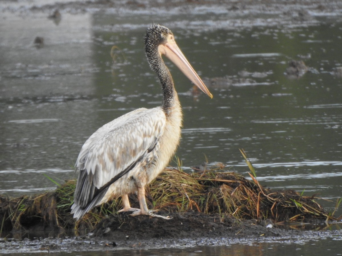 Spot-billed Pelican - ML289171761