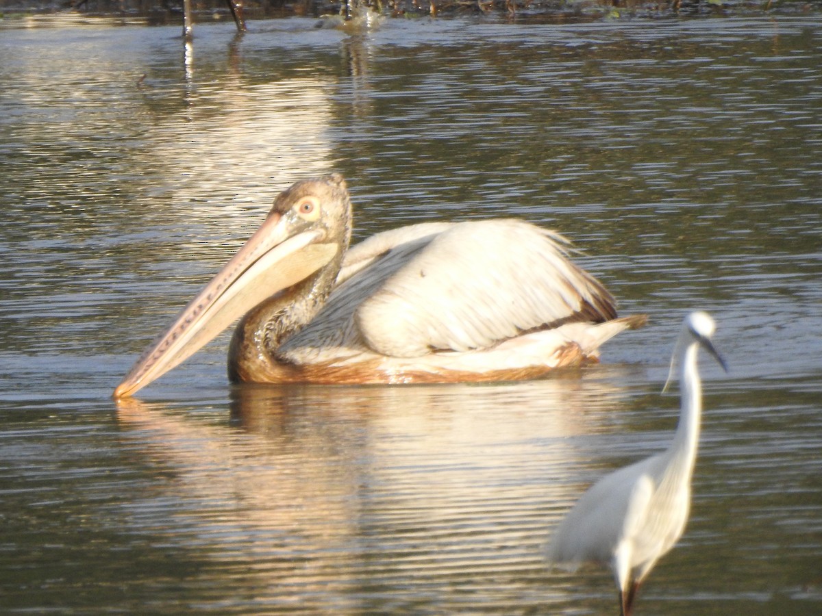 pelikán skvrnozobý - ML289171921