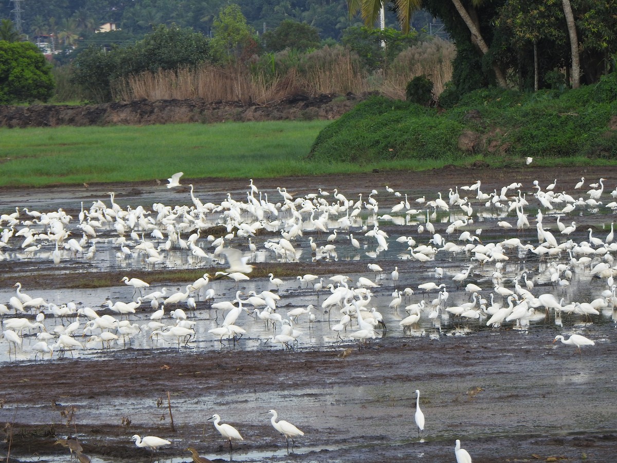 Little Egret - ML289173071