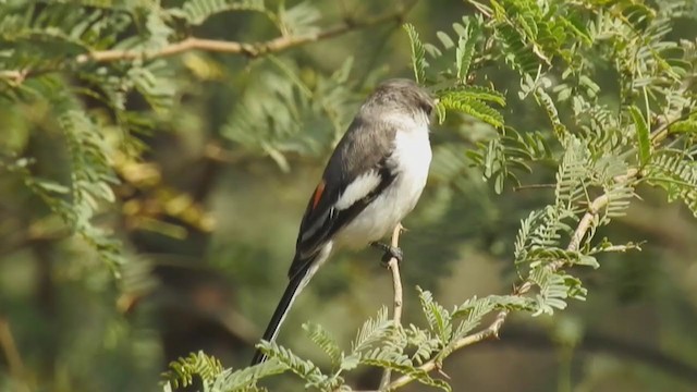 Ak Karınlı Minivet - ML289173091