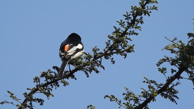 Weißbauch-Mennigvogel - ML289173391