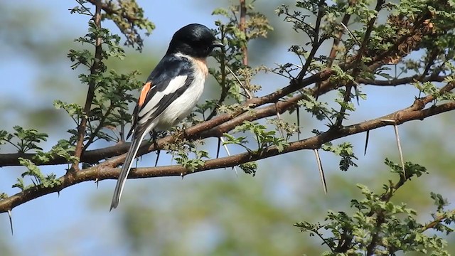 Minivet à ventre blanc - ML289173521