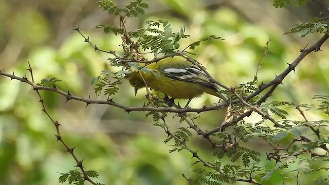 White-tailed Iora - ML289174121