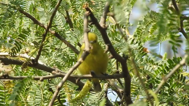 White-tailed Iora - ML289174151