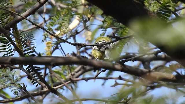 White-tailed Iora - ML289174191