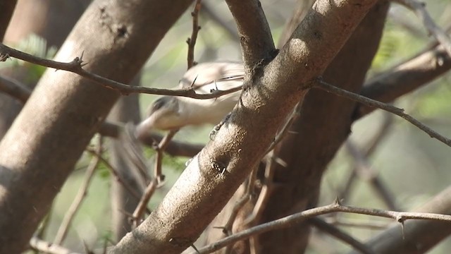 Common Woodshrike - ML289174811