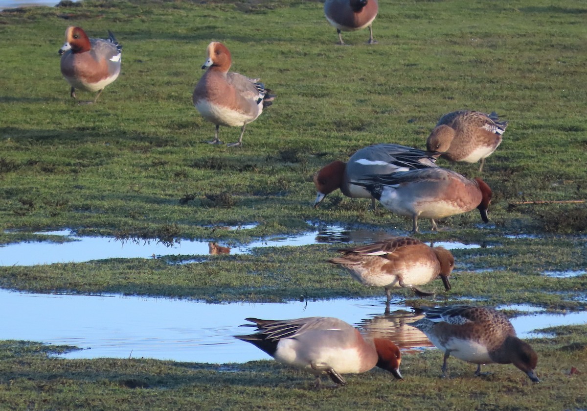 Eurasian Wigeon - ML289175041