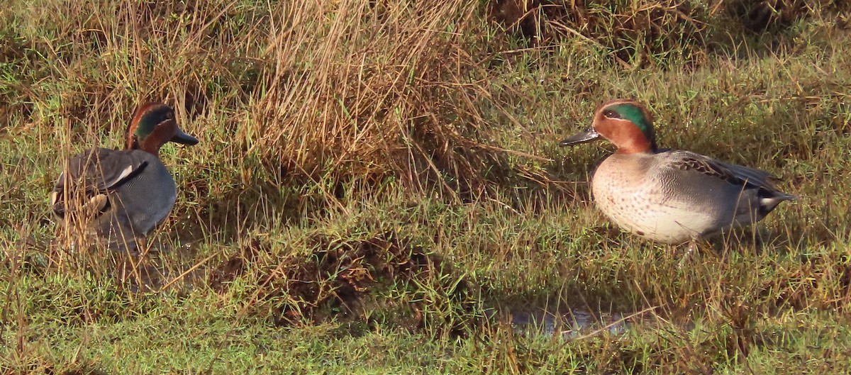 Green-winged Teal (Eurasian) - ML289175741