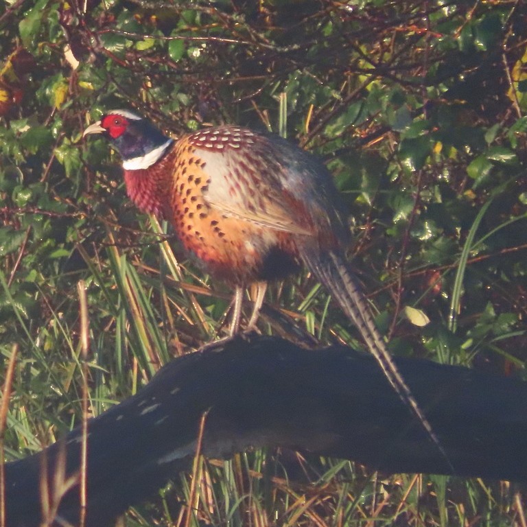 Ring-necked Pheasant - ML289176231