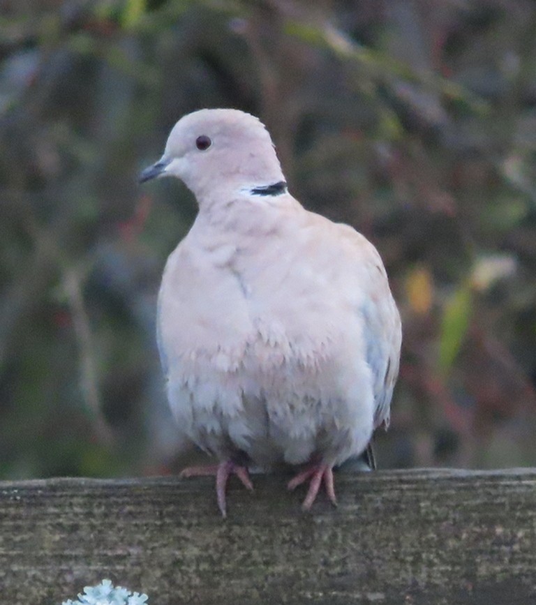 Eurasian Collared-Dove - ML289177091