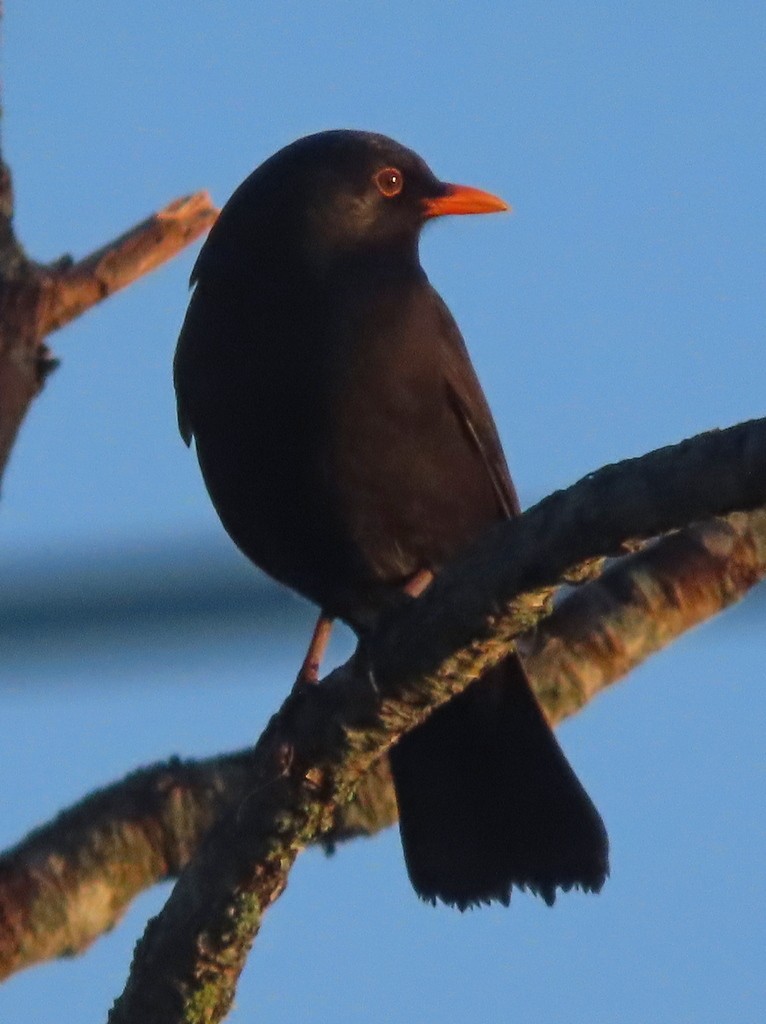 Eurasian Blackbird - ML289177261