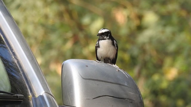 White-browed Fantail - ML289178511