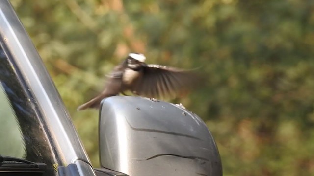 White-browed Fantail - ML289178691