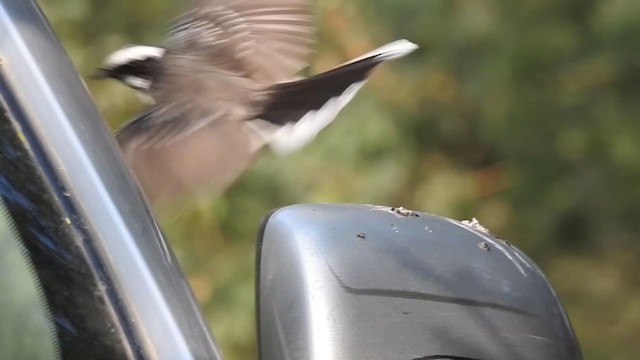 White-browed Fantail - ML289178731