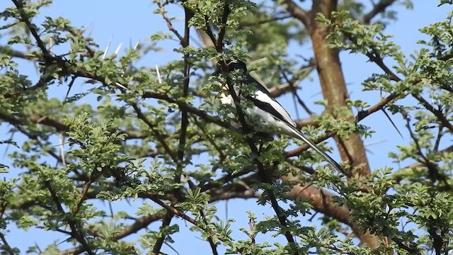 White-bellied Minivet - ML289179641