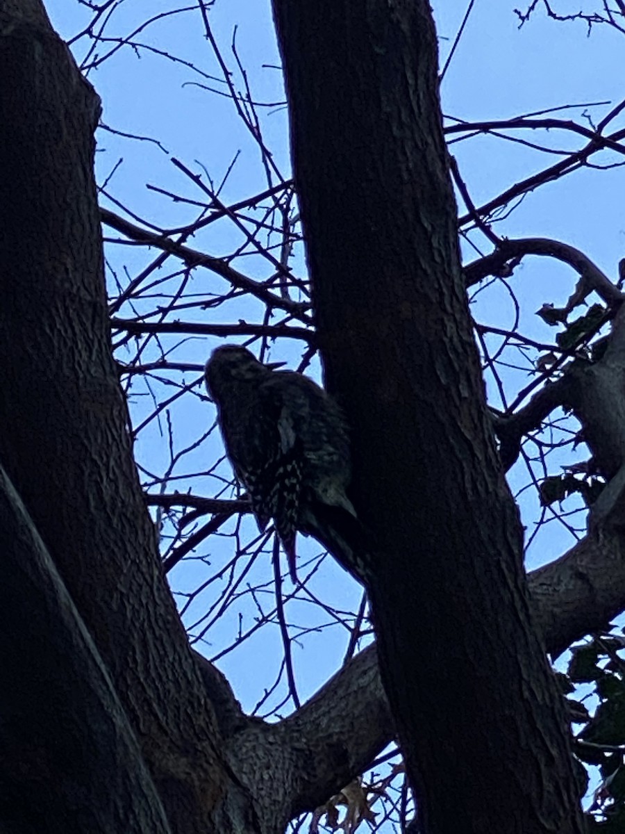 Yellow-bellied Sapsucker - ML289180381