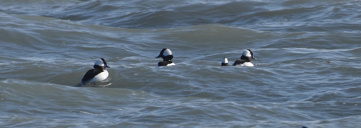 Bufflehead - ML289180971