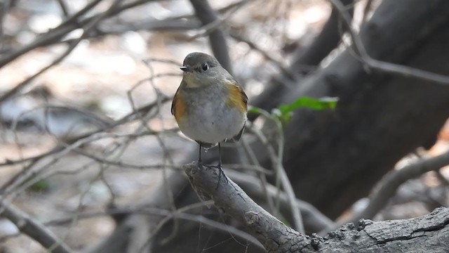 Red-flanked/Himalayan Bluetail - ML289181691