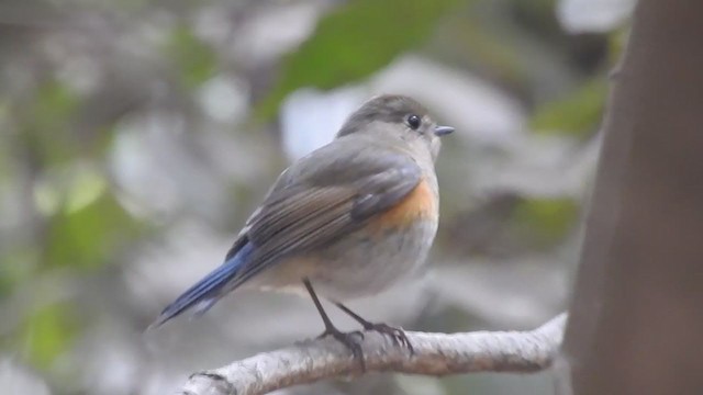 Red-flanked/Himalayan Bluetail - ML289181741