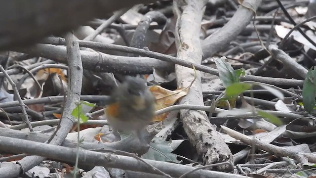 Red-flanked/Himalayan Bluetail - ML289181761