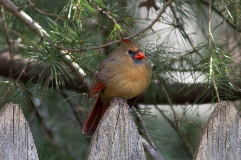 Northern Cardinal - ML289182661