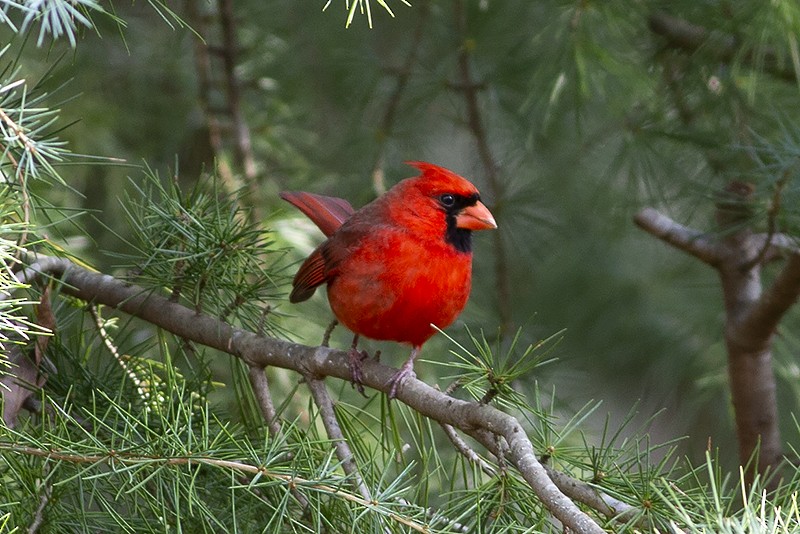 Northern Cardinal - ML289182671