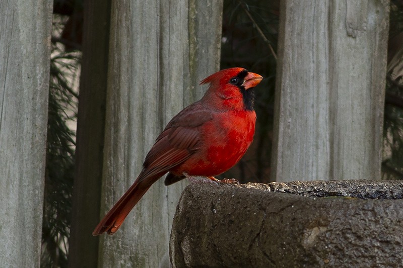 Northern Cardinal - ML289182711
