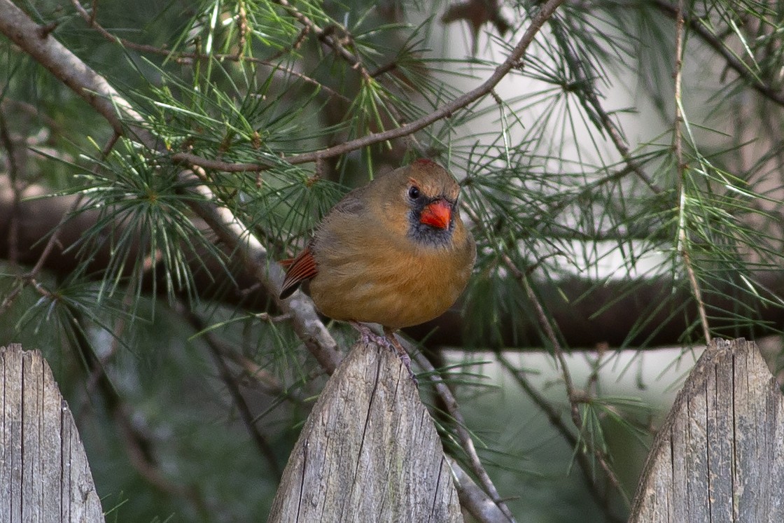 Northern Cardinal - ML289182741