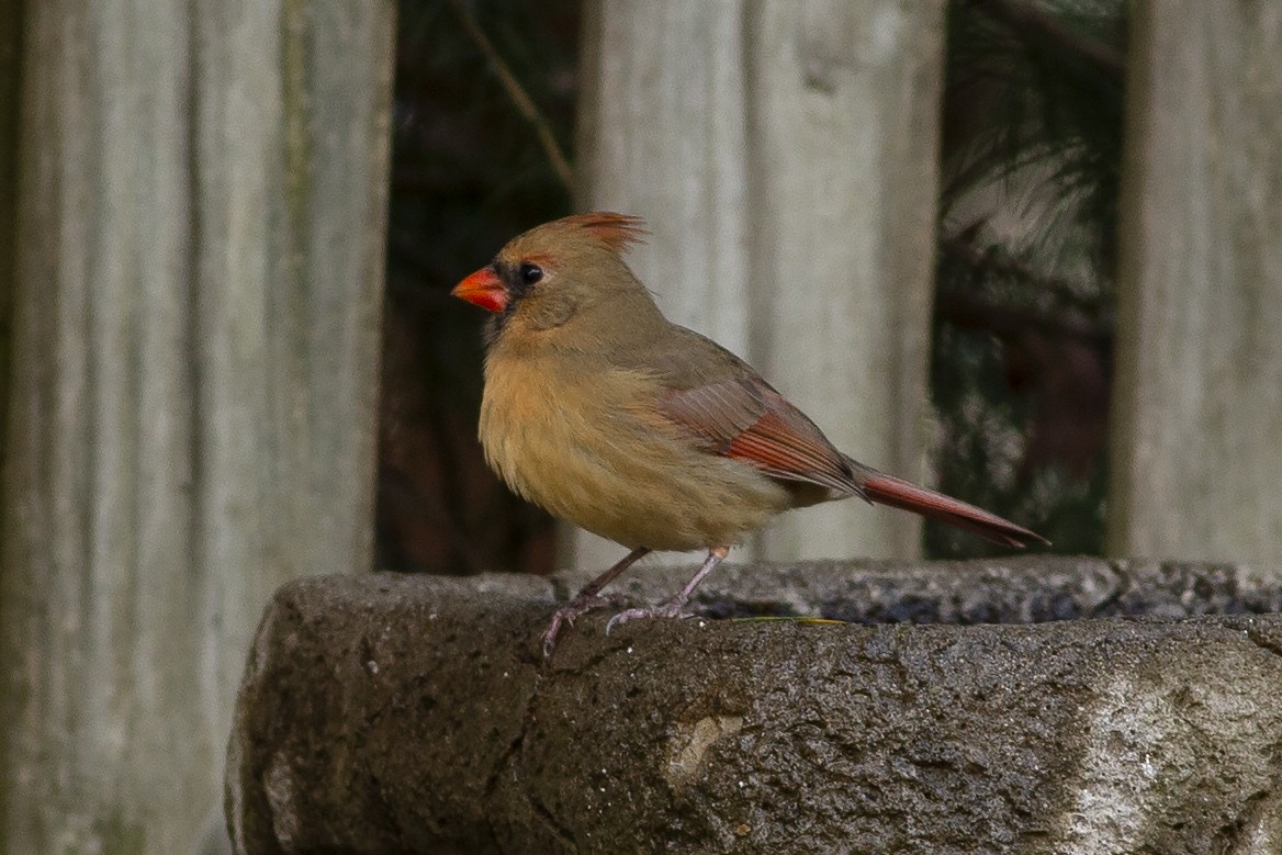 Northern Cardinal - ML289182751
