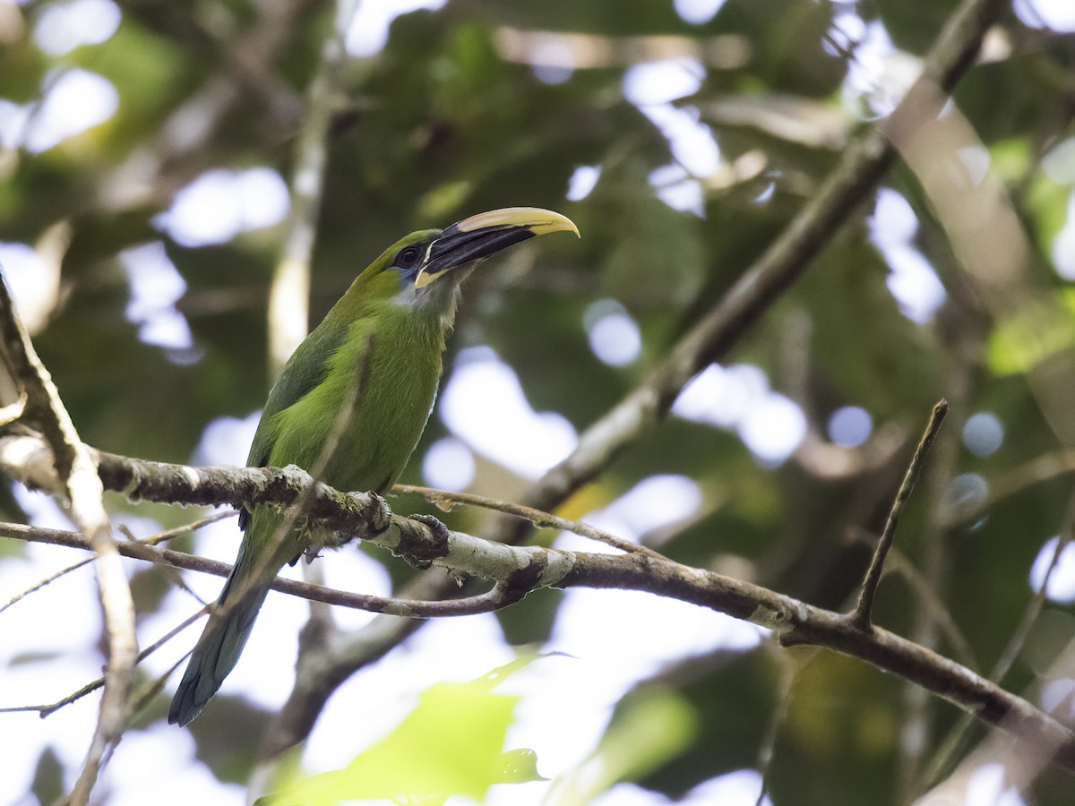 Groove-billed Toucanet (Yellow-billed) - ML289183481