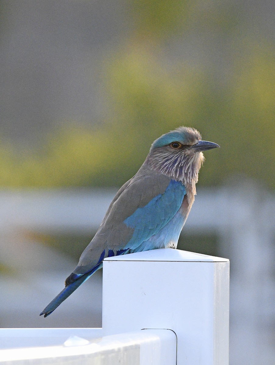 インドブッポウソウ - ML289183661