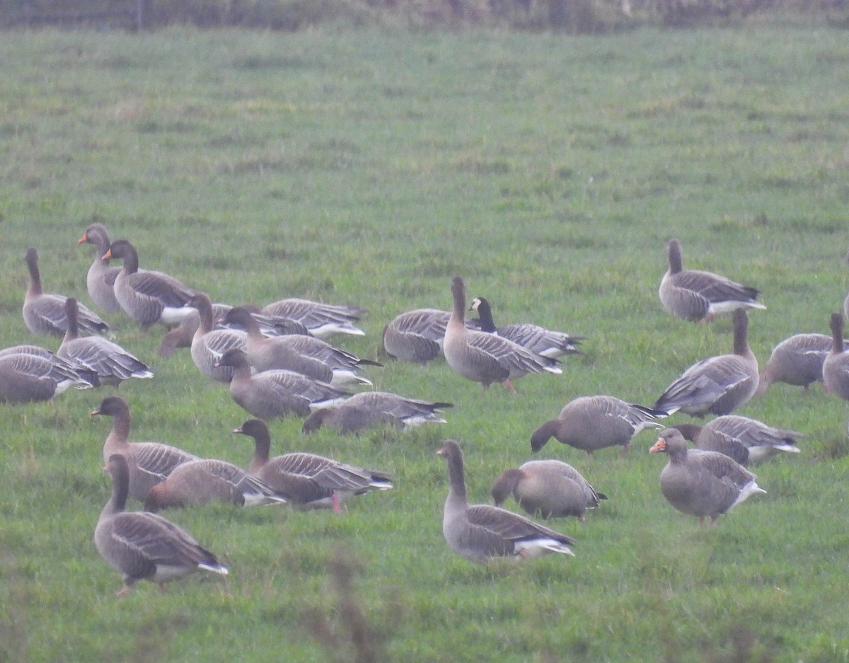 Barnacle Goose - ML289184181