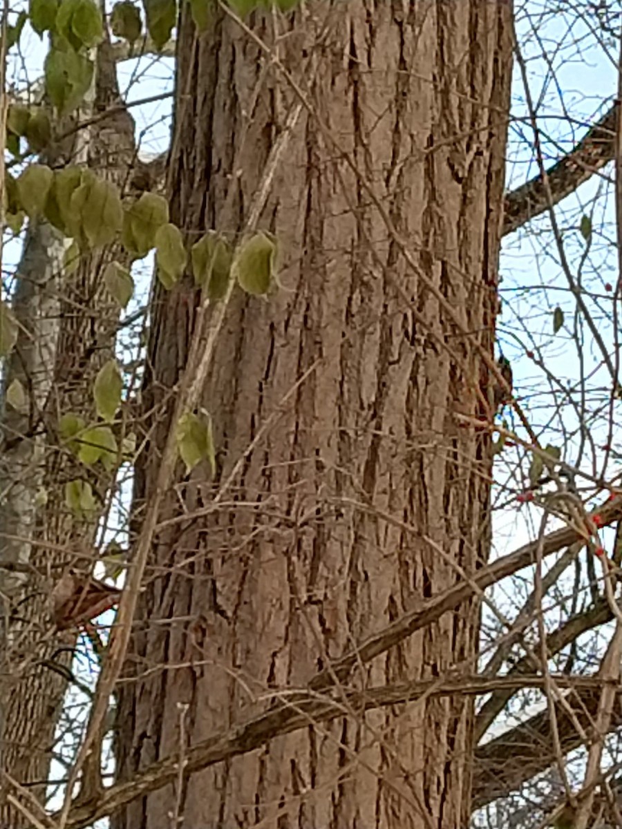 Amerika Tırmaşıkkuşu - ML289184691