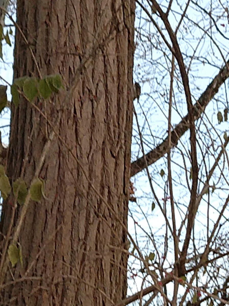 Amerika Tırmaşıkkuşu - ML289184791