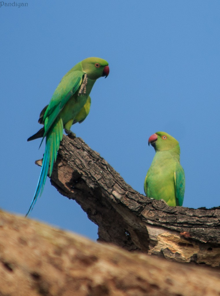 Rose-ringed Parakeet - ML289185981