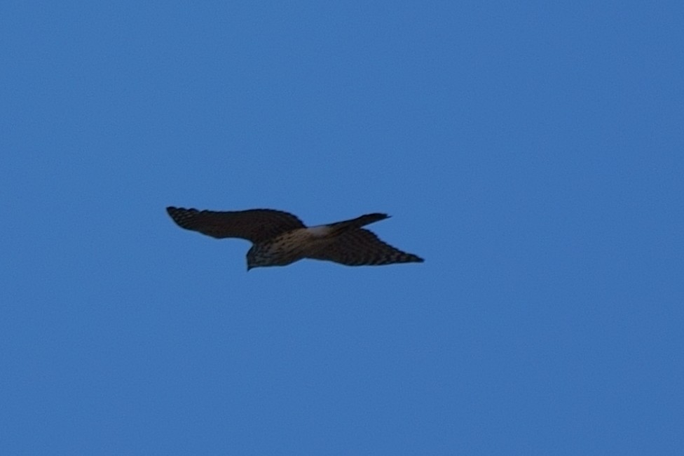 Sharp-shinned Hawk - ML289186411