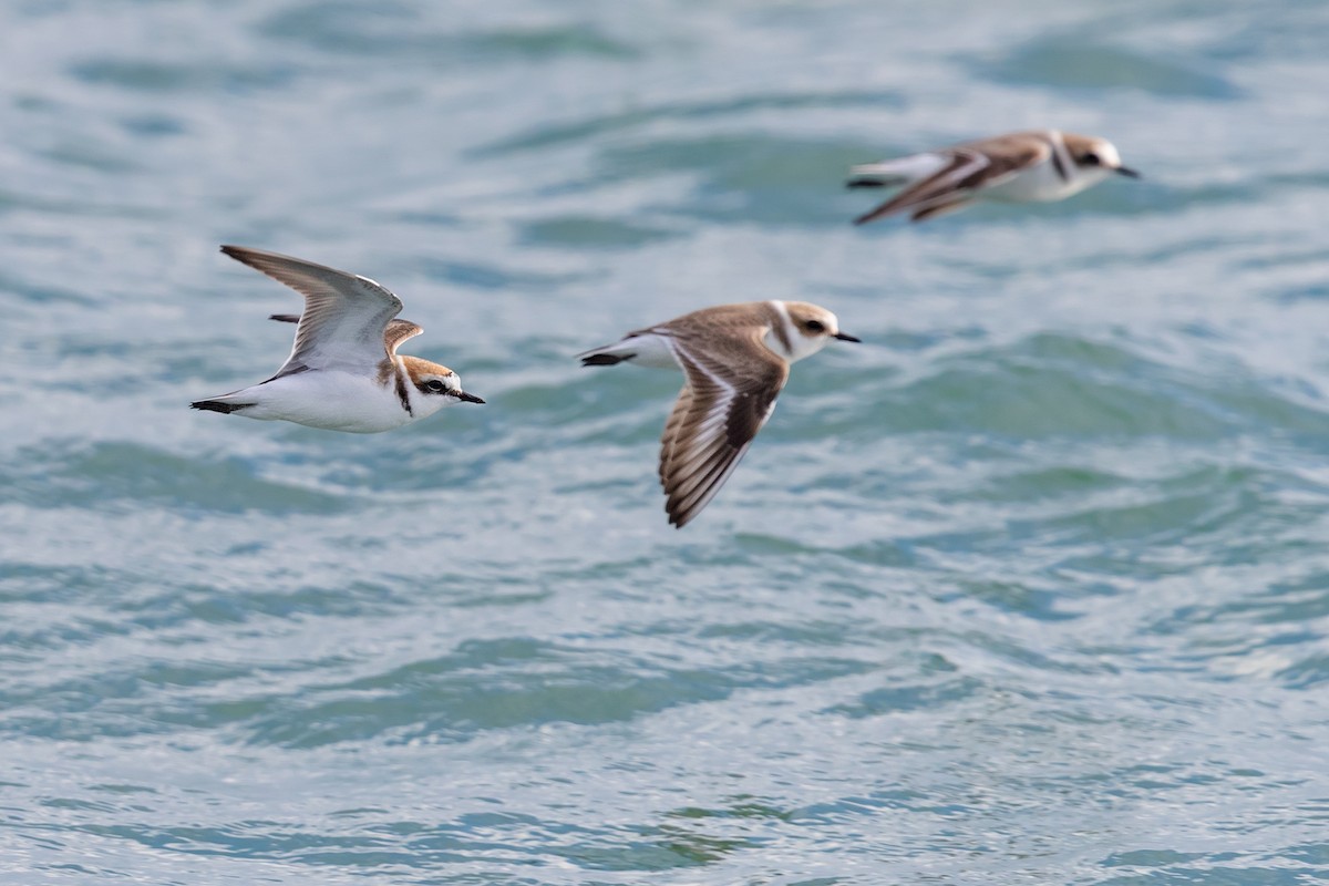 Kentish Plover - ML289187531