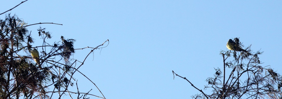 Western Kingbird - ML289187621