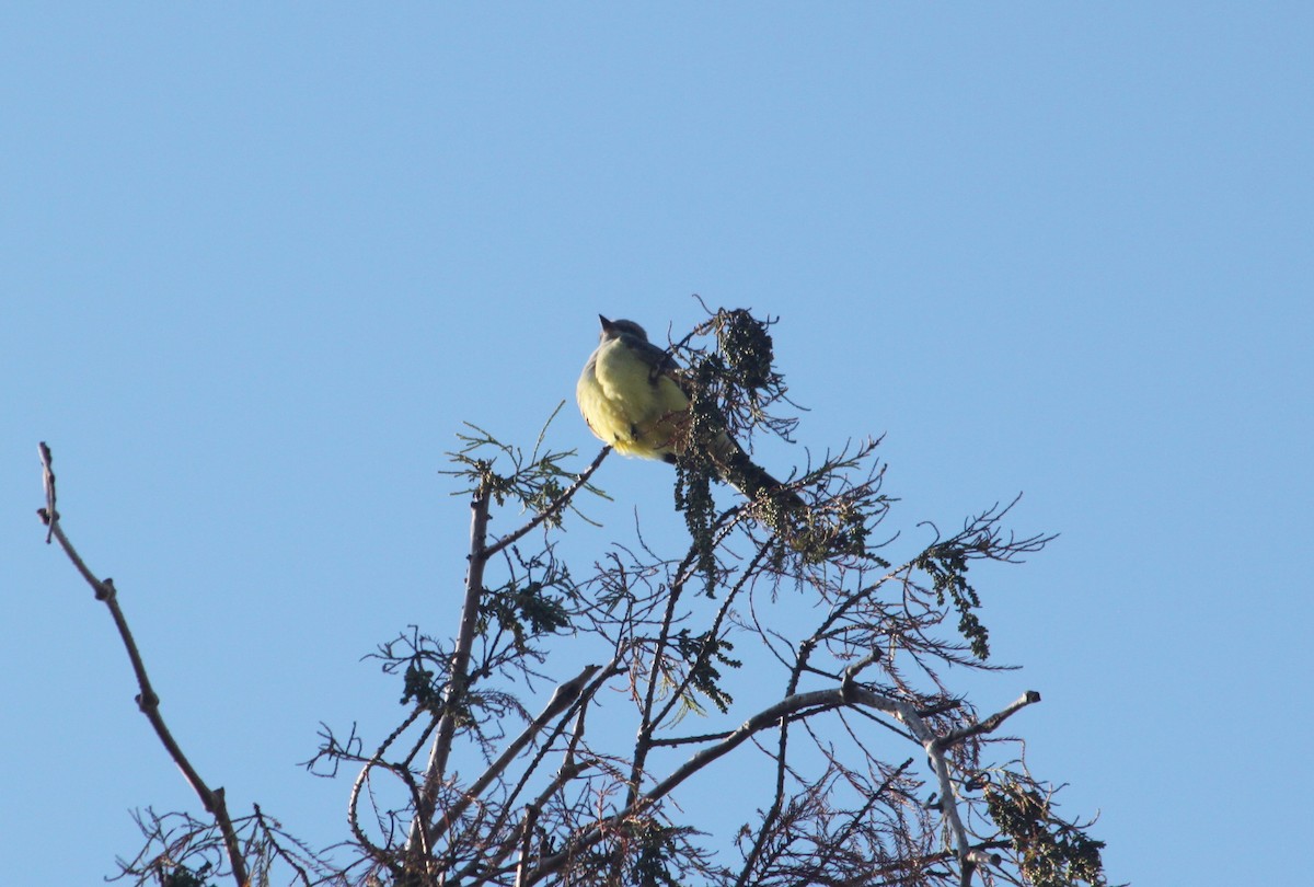 Western Kingbird - ML289187631