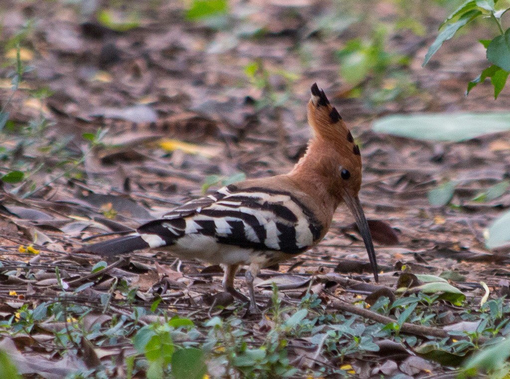 Eurasian Hoopoe - ML289188161